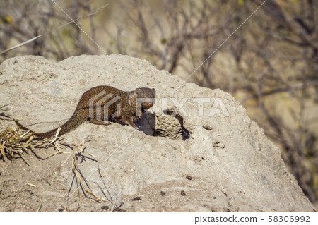 Common dwarf mongoose in Kruger National park, 58306992