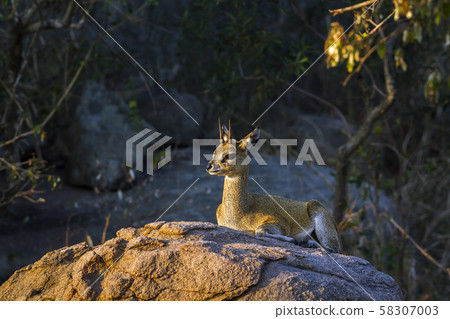 Klipspringer in Kruger National park, South Africa Klipspringer in Kruger National park, South Africa 58307003