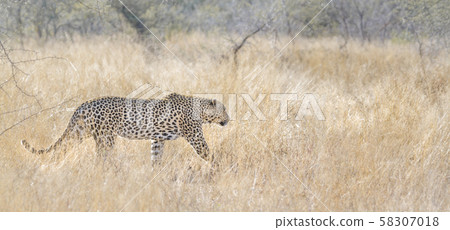 Leopard in Kruger National park, South Africa Leopard in Kruger National park, South Africa 58307018