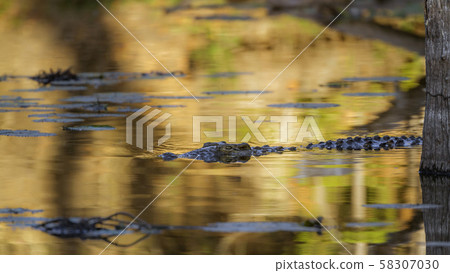 Nile crocodile in Kruger National park, South 58307030