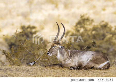 Common Waterbuck in Kruger National park, South Common Waterbuck in Kruger National park, South 58307035