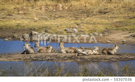 Common Waterbuck in Kruger National park, South 58307036