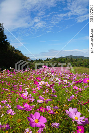 Uchiyama Farm Cosmos Field 58307263