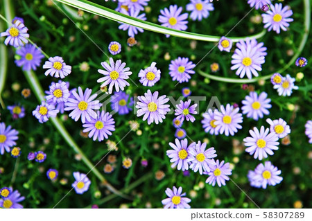 第四菊花 58307289