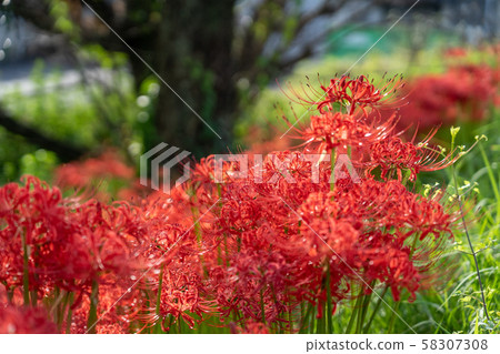 三重縣津市的集群孤挺花 58307308
