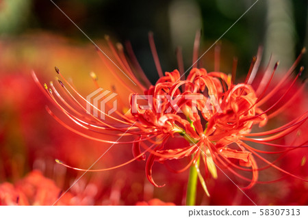 Cluster amaryllis in Tsu City, Mie Prefecture Cluster amaryllis in Tsu City, Mie Prefecture 58307313