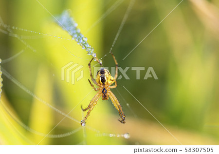 Insects and dew on the field in autumn 58307505