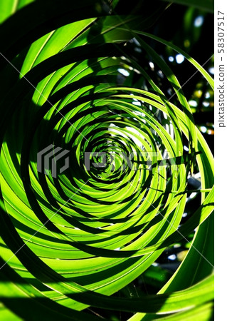 Tropical green leaf. 58307517