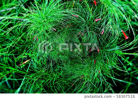 Ipomoea quamoclit tropical green leaf Ipomoea quamoclit tropical green leaf 58307518