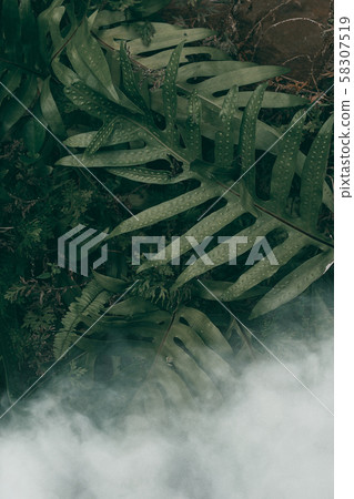 Vertical garden with tropical green leaf with fog Vertical garden with tropical green leaf with fog 58307519