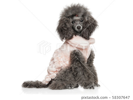 Toy poodle sitting in fashionable dog clothes 58307647