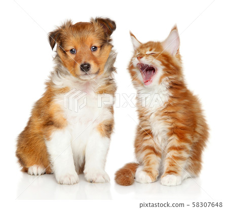 Cat and dog together 58307648