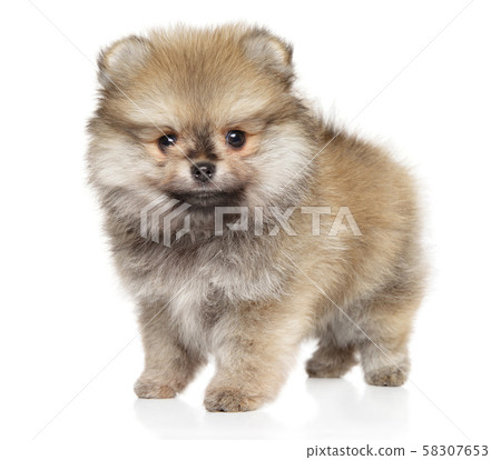 Pomeranian Spitz puppy on white background Pomeranian Spitz puppy on white background 58307653