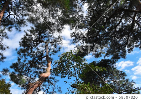 Aozora Hayashi Sunlight Aozora Hayashi Sunlight 58307820