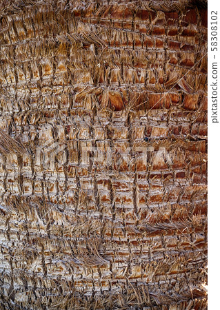 palm tree trunk texture 58308102