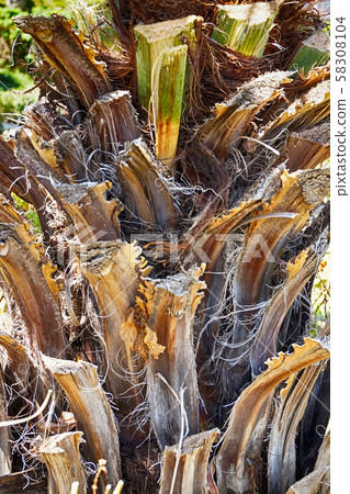 palm tree trunk texture palm tree trunk texture 58308104