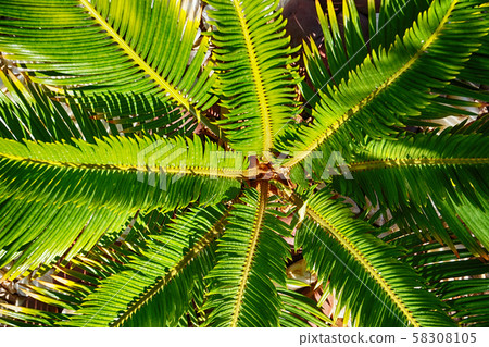 palm tree leaves palm tree leaves 58308105