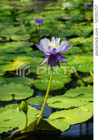 9月調布117熱帶Silen / Silenaceae / Kindai植物園 58308157