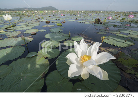 CAMBODIA BATTAMBANG KAMPING POUY LAKE CAMBODIA BATTAMBANG KAMPING POUY LAKE 58308773