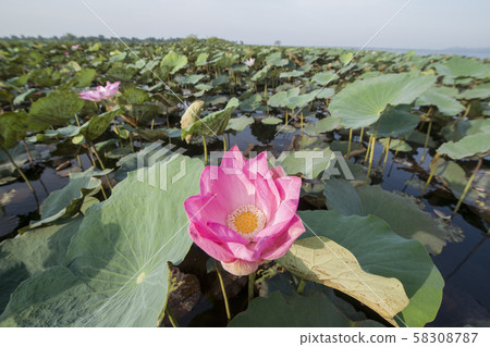 CAMBODIA BATTAMBANG KAMPING POUY LAKE CAMBODIA BATTAMBANG KAMPING POUY LAKE 58308787