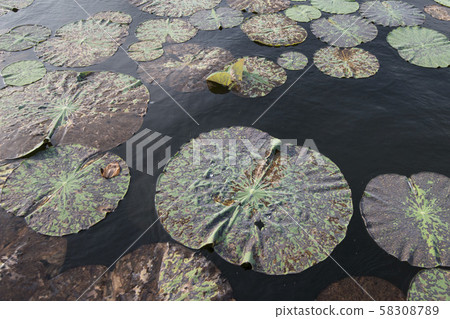 CAMBODIA BATTAMBANG KAMPING POUY LAKE CAMBODIA BATTAMBANG KAMPING POUY LAKE 58308789