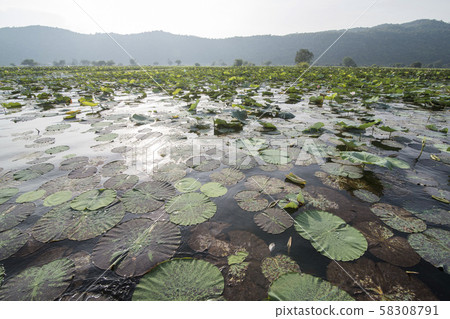 CAMBODIA BATTAMBANG KAMPING POUY LAKE CAMBODIA BATTAMBANG KAMPING POUY LAKE 58308791