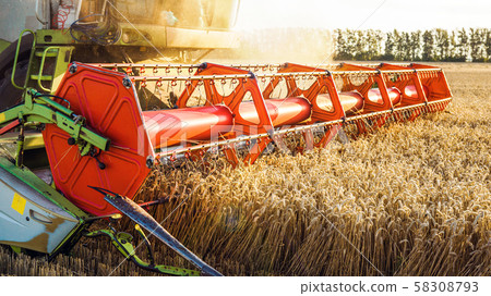 Combine harvester harvesting ripe golden wheat on the field. The image of the agricultural industry Combine harvester harvesting ripe golden wheat on the field. The image of the agricultural industry 58308793