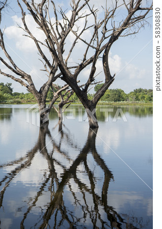 CAMBODIA BATTAMBANG WAT BANAN LANDSCAPE 58308830