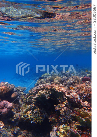 coral reef in Egypt 58309667