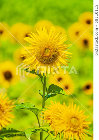 向日葵 向日葵 58310115