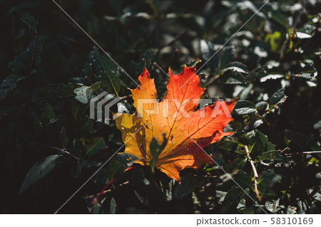 Red-orange leaf in sunlight on bokeh background. Green toning. Beautiful autumn landscape with green Red-orange leaf in sunlight on bokeh background. Green toning. Beautiful autumn landscape with green 58310169