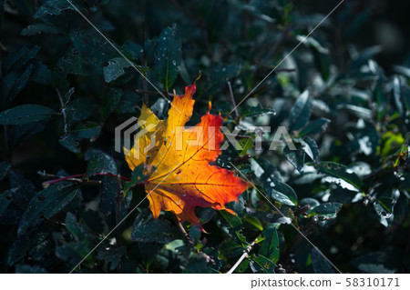 Red-orange leaf in sunlight on bokeh background. Green toning. Beautiful autumn landscape with green Red-orange leaf in sunlight on bokeh background. Green toning. Beautiful autumn landscape with green 58310171