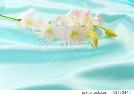 美麗的花朵 美麗的花朵 58310444