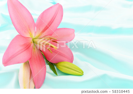 美麗的花朵 美麗的花朵 58310445