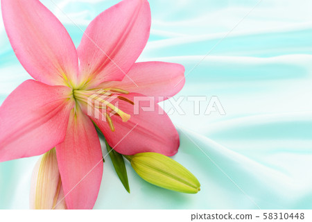 美麗的花朵 美麗的花朵 58310448