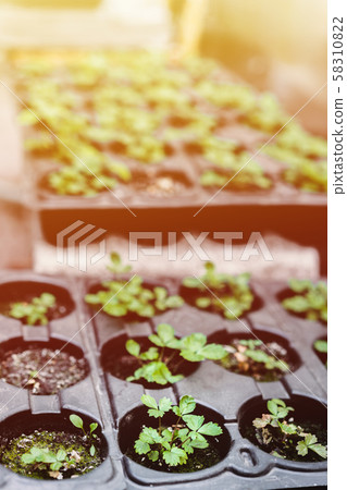 Ecology concept. The seedling are growing from the rich soil. Young plants in nursery plastic tray 58310822