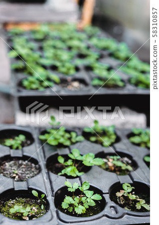 Ecology concept. The seedling are growing from the rich soil. Young plants in nursery plastic tray 58310857
