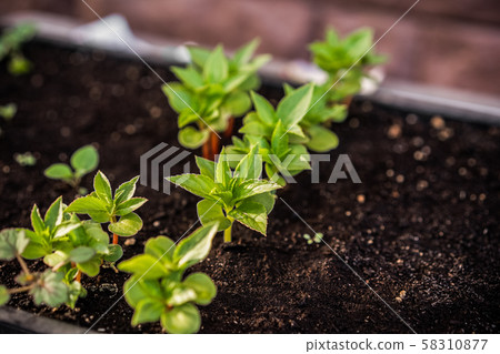 Ecology concept. The seedling are growing from the rich soil. Small depth of field. Young plants in Ecology concept. The seedling are growing from the rich soil. Small depth of field. Young plants in 58310877