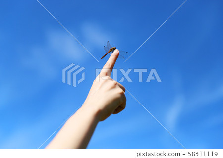 Dragonfly that stops on your finger 58311119