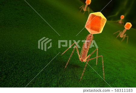 Bacteriophage virus particle on bacteria surface Bacteriophage virus particle on bacteria surface 58311183