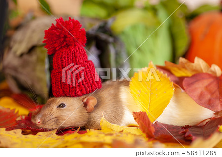 Rat in red knitted hat 58311285