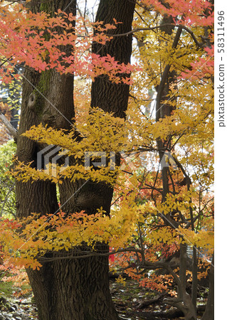 天然植物的風景(岩手縣盛岡市高松池周圍的秋天的顏色)紅色和黃色的葉子 天然植物的風景(岩手縣盛岡市高松池周圍的秋天的顏色)紅色和黃色的葉子 58311496