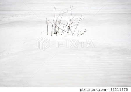 Snowy field with dry tree close-up. 58311576
