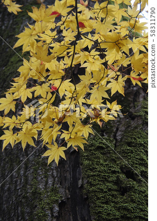 Scenery natural plant photograph Maple yellow leaves Scenery natural plant photograph Maple yellow leaves 58311790