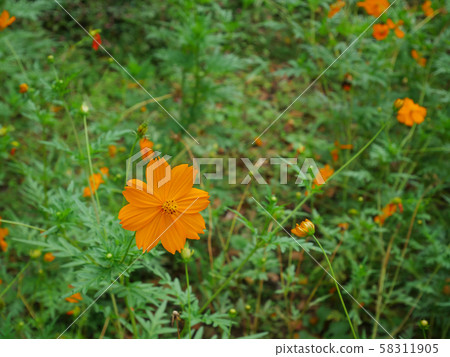 Orange cosmos Orange cosmos 58311905