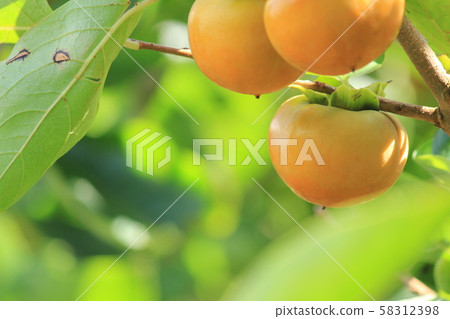 Ripe persimmon fruit 58312398