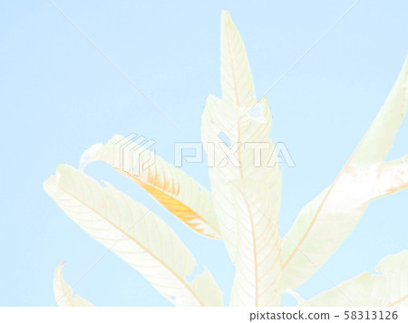 背景材料栗子 58313126