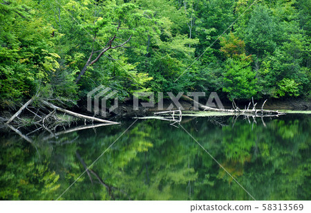 Fresh green pond Fresh green pond 58313569