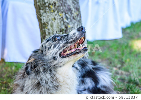 head and face of a border collie mixed breed black grey and white fur closeup bokeh while breathing 58313837