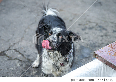 head and face of a border collie mixed breed black and white fur closeup bokeh while drinking water 58313840
